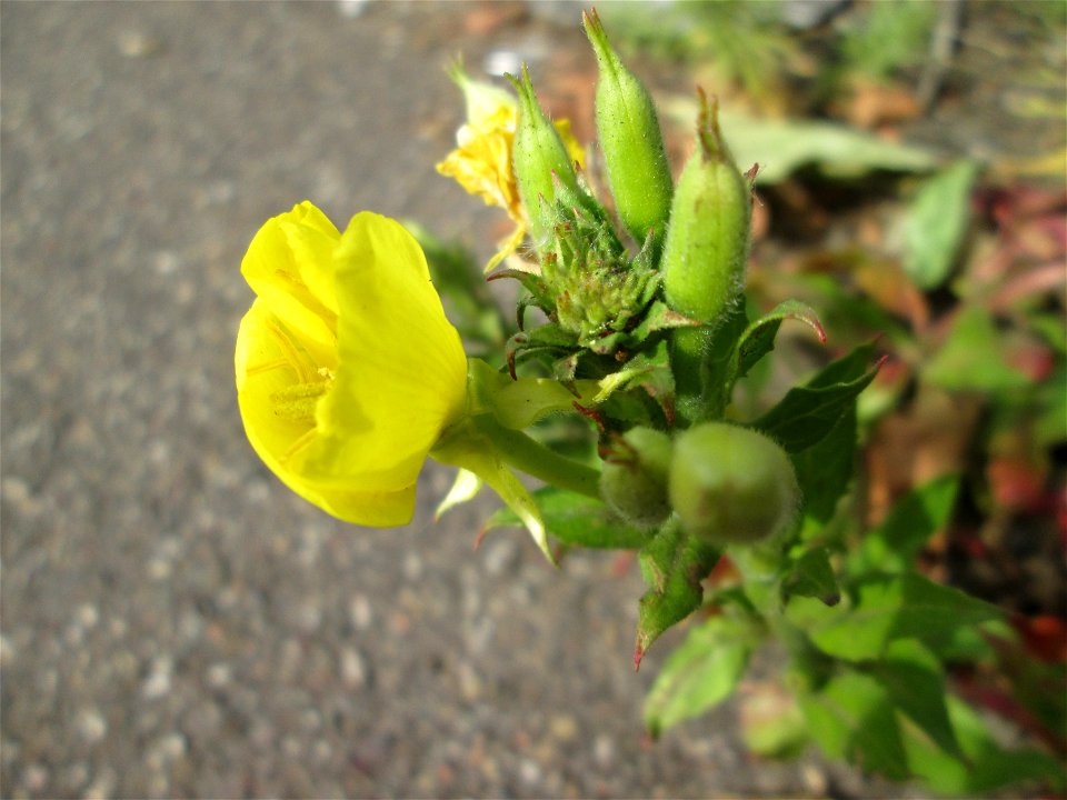 Gemeine Nachtkerze (Oenothera biennis) in einem Industriegebiet in Brebach
