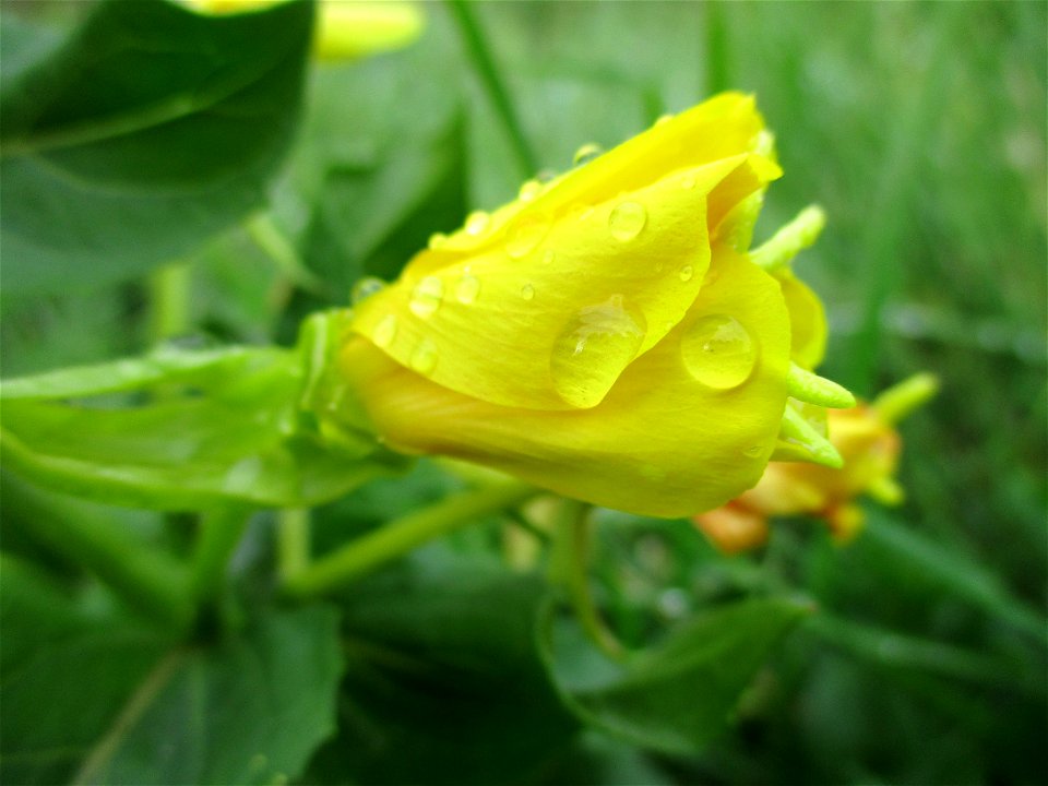 Gemeine Nachtkerze (Oenothera biennis) in Brebach