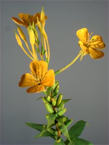 Botanical model of Oenothera biennis by George and Paul Marchand in the Buffalo Museum of Science, Buffalo, New York, USA.