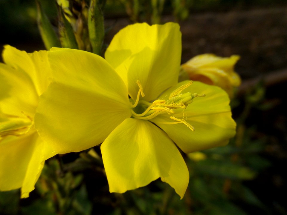 Common evening primrose, flower. photo