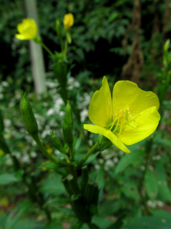 Evening Primrose (Oenothera biennis) blooming in Pittsburgh