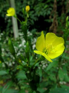 Evening Primrose (Oenothera biennis) blooming in Pittsburgh