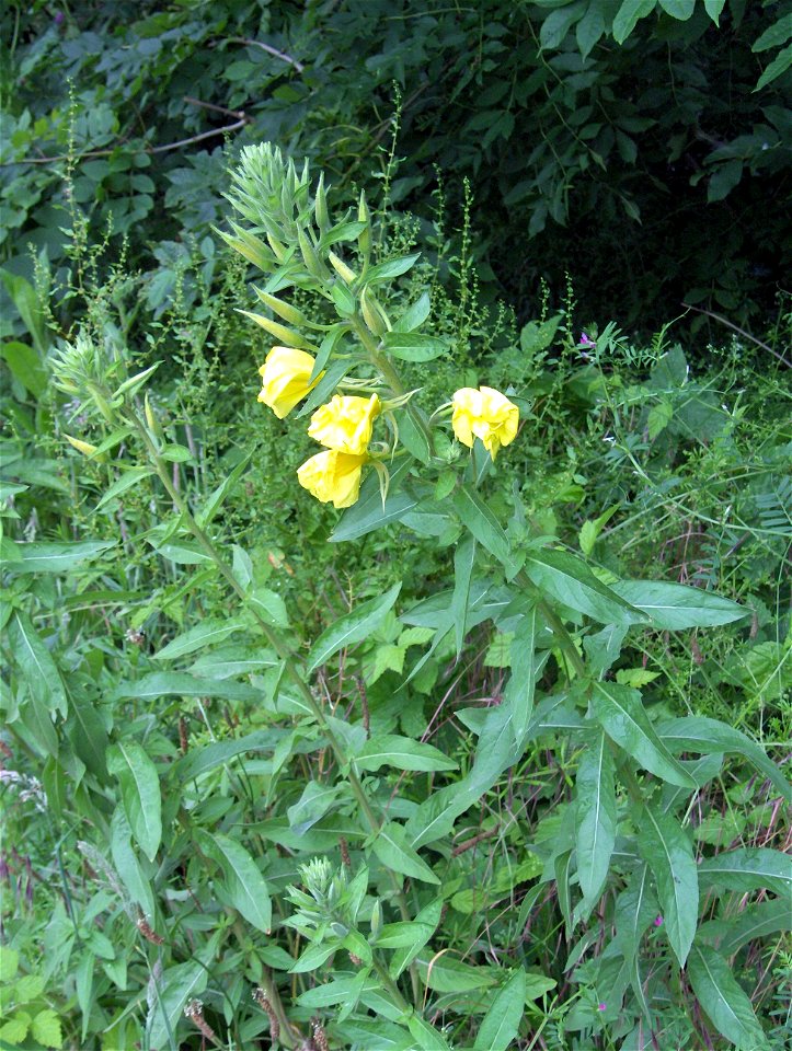 Oenothera biennis