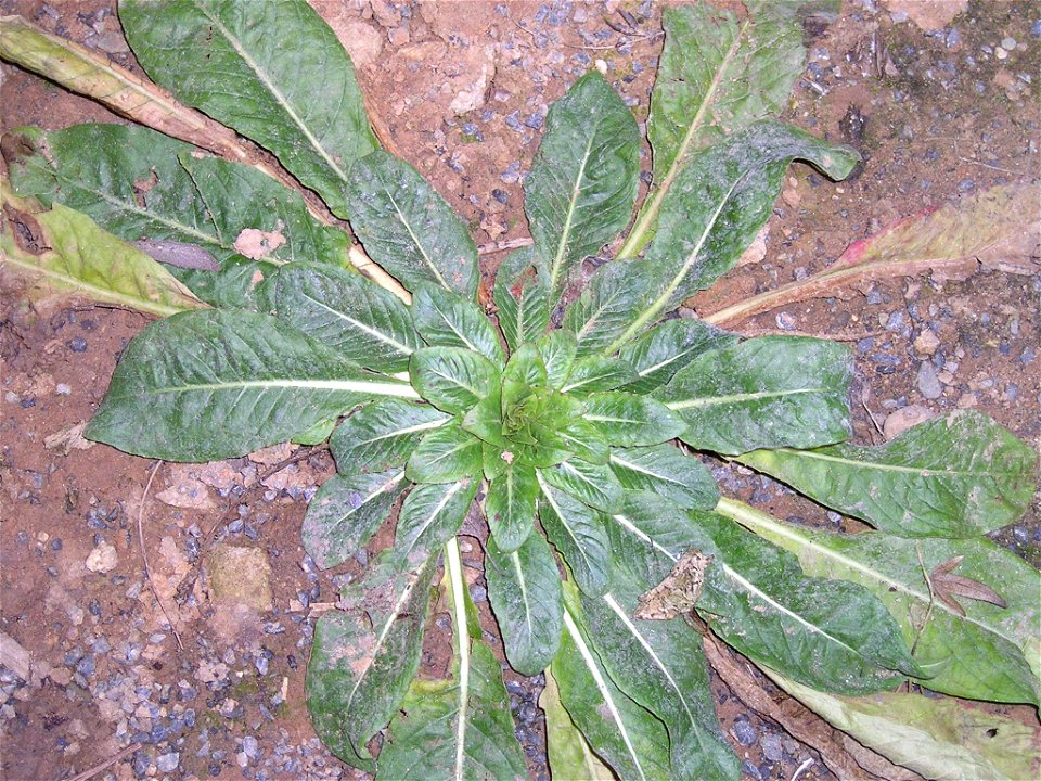 Rosette von Oenothera biennis (Gemeine Nachtkerze)