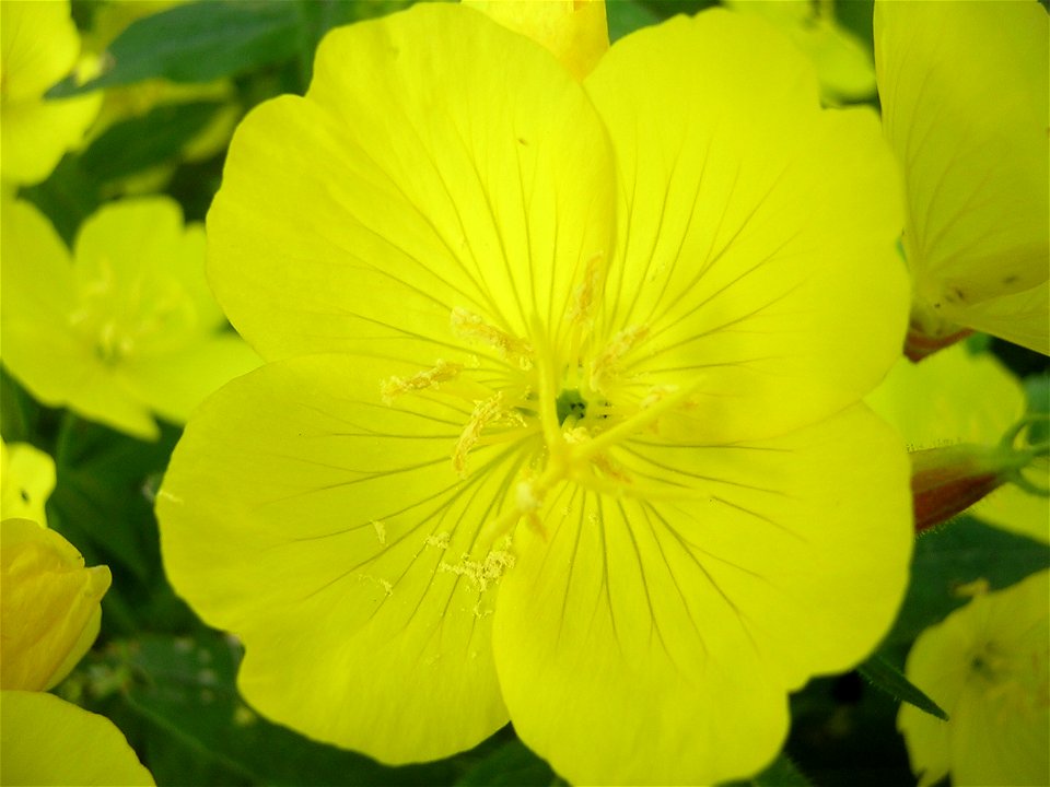Oenothera biennis, flower. Russia, Ivanovo region.