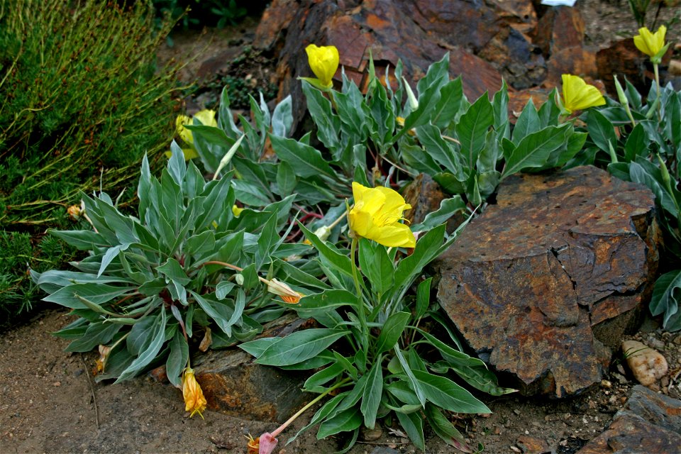 Oenothera macrocarpa in Prague Botanic Garden, Prague, Troja
Čeština:  Pupalka dvouletá (Oenothera macrocarpa) v pražské botanické zaharadě (Troja)