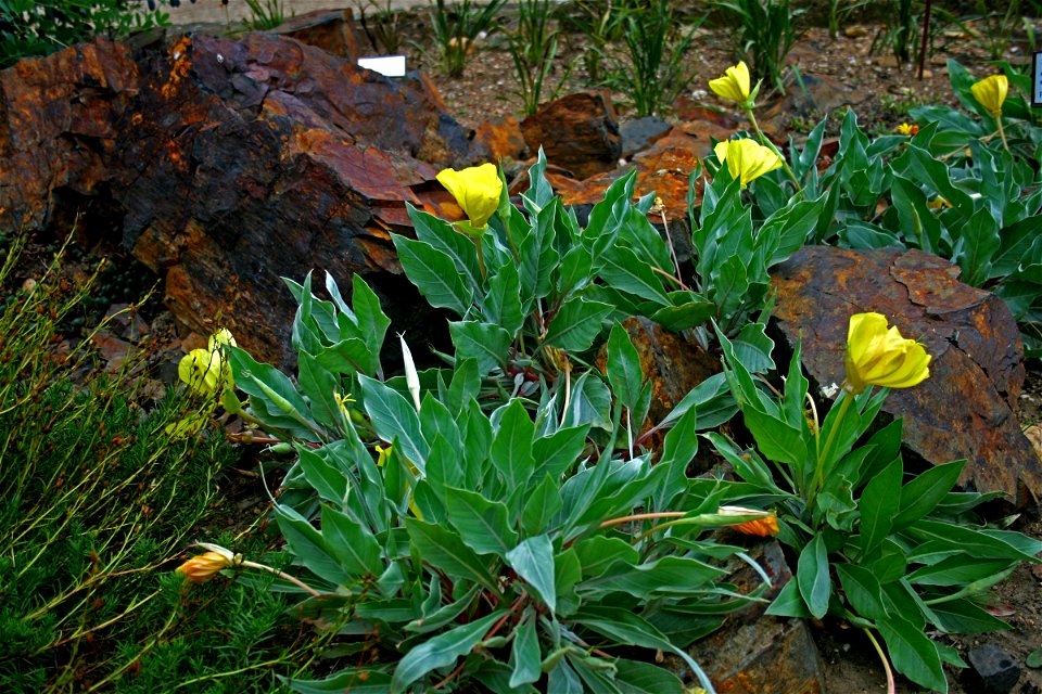 (Oenothera macrocarpa) in Prague Botanic Garden, Prague, Troja