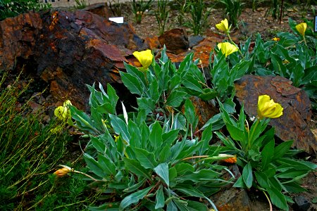 (Oenothera macrocarpa) in Prague Botanic Garden, Prague, Troja