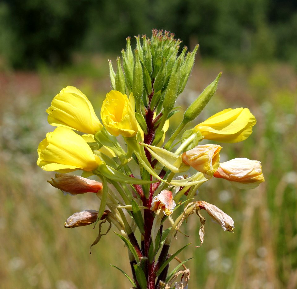 Red-stalked evening primrose (Oenothera biennis, Syn. Oenothera rubricaulis), flowers. Ukraine.