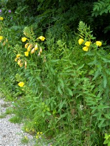 Oenothera × fallax photo