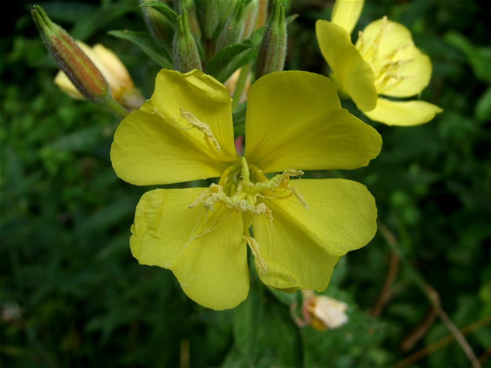 Oenothera biennis