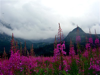 Hala Gąsienicowa-Chamaenerion angustifolium photo