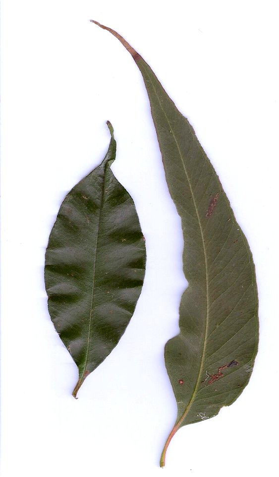 leaves of Acmena smithii (roundish) and Eucalyptus acmenoides (long). Eastwood, NSW, Australia