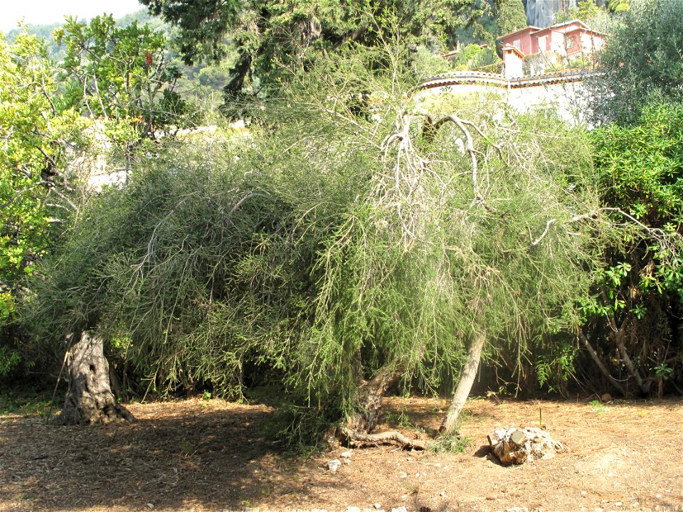 Melaleuca alternifolia in the garden of the villa Maria Serena in Menton (Alpes-Maritimes, France). Identified by botanic label.