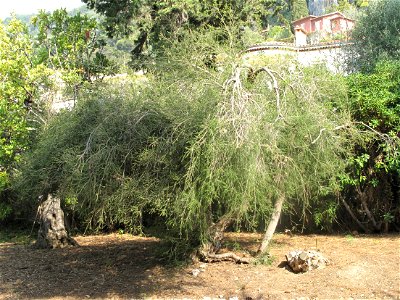 Melaleuca alternifolia in the garden of the villa Maria Serena in Menton (Alpes-Maritimes, France). Identified by botanic label.