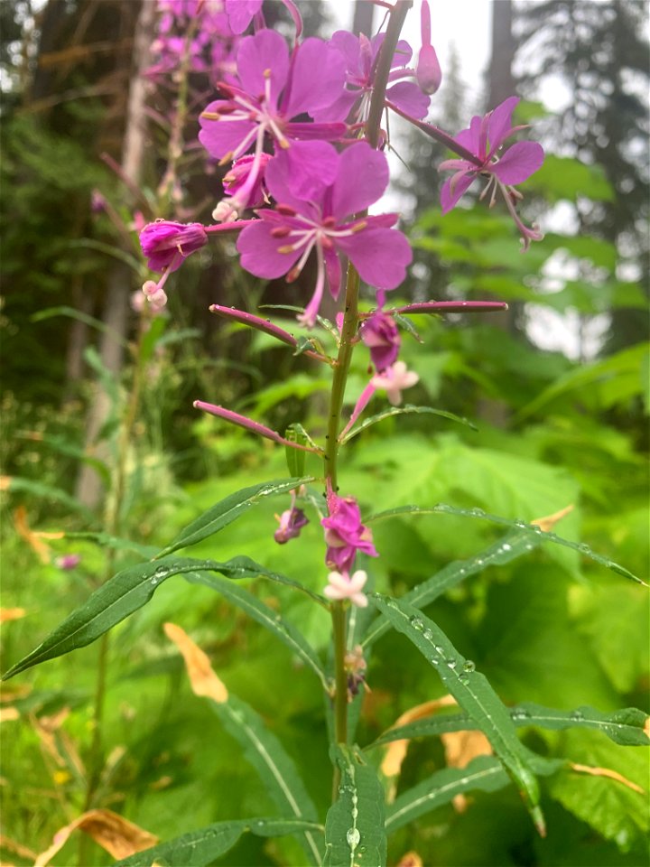 Fireweed (Chamaenerion angustifolium) at Old Sauk Trail, Mt. Baker-Snoqualmie National Forest. Photo by Sydney Corral July 7, 2021