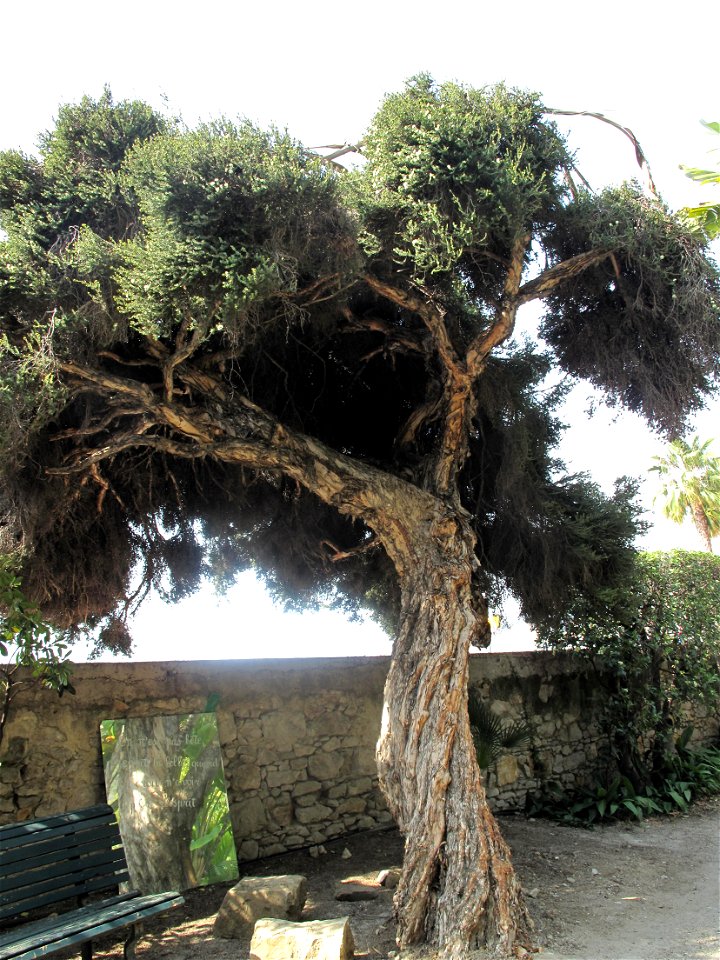 Melaleuca in the garden of the villa Maria Serena in Menton (Alpes-Maritimes, France). Identified by botanic label.