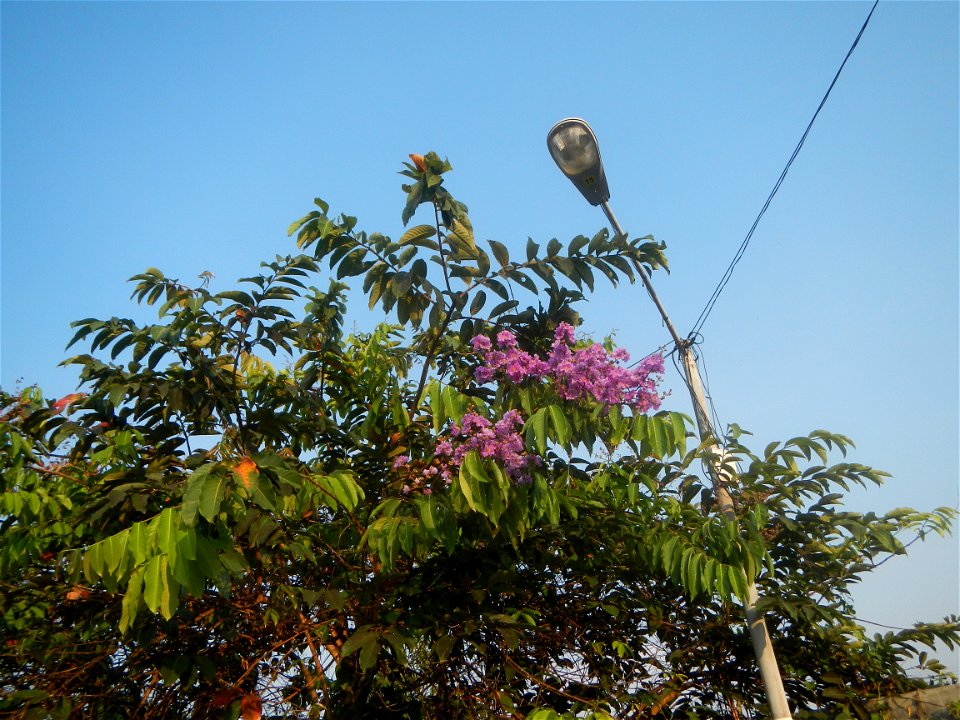 Lythraceae Banaba Lagerstroemia speciosa (L.) Pers. QUEEN'S FLOWER Da ye zi wei  Lagerstroemia speciosa Banaba Banabá