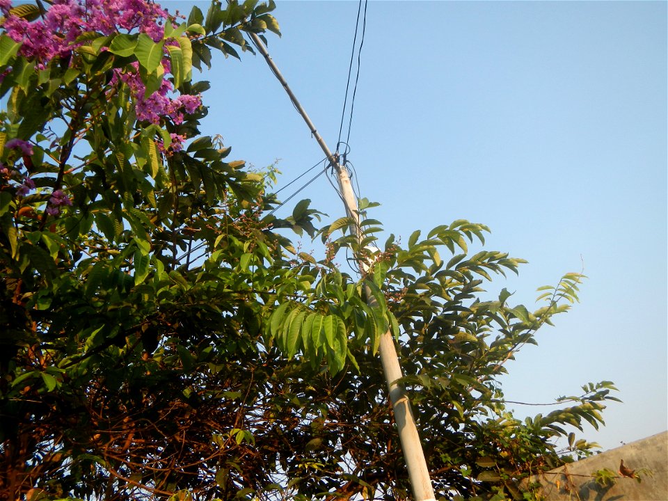 Lythraceae Banaba Lagerstroemia speciosa (L.) Pers. QUEEN'S FLOWER Da ye zi wei  Lagerstroemia speciosa Banaba Banabá