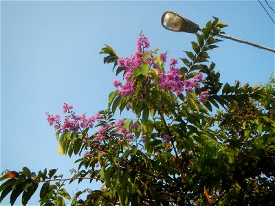 Lythraceae Banaba Lagerstroemia speciosa (L.) Pers. QUEEN'S FLOWER Da ye zi wei  Lagerstroemia speciosa Banaba Banabá