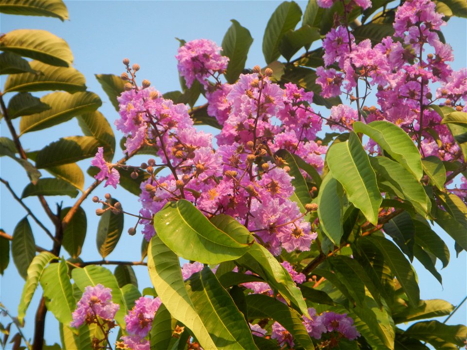 Lythraceae Banaba Lagerstroemia speciosa (L.) Pers. QUEEN'S FLOWER Da ye zi wei  Lagerstroemia speciosa Banaba Banabá