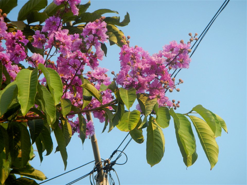Lythraceae Banaba Lagerstroemia speciosa (L.) Pers. QUEEN'S FLOWER Da ye zi wei  Lagerstroemia speciosa Banaba Banabá