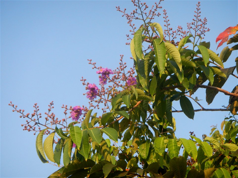 Lythraceae Banaba Lagerstroemia speciosa (L.) Pers. QUEEN'S FLOWER Da ye zi wei  Lagerstroemia speciosa Banaba Banabá