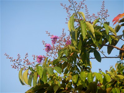 Lythraceae Banaba Lagerstroemia speciosa (L.) Pers. QUEEN'S FLOWER Da ye zi wei  Lagerstroemia speciosa Banaba Banabá