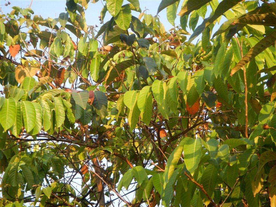 Lythraceae Banaba Lagerstroemia speciosa (L.) Pers. QUEEN'S FLOWER Da ye zi wei  Lagerstroemia speciosa Banaba Banabá