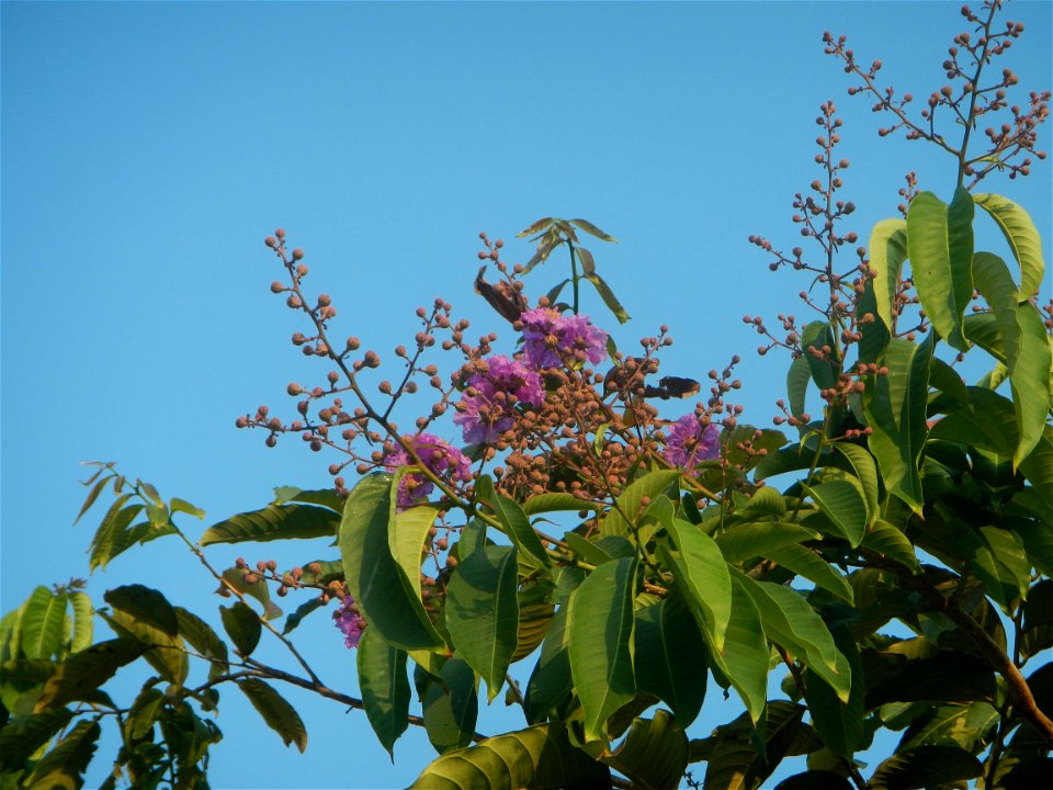 Lythraceae Banaba Lagerstroemia speciosa (L.) Pers. QUEEN'S FLOWER Da ye zi wei  Lagerstroemia speciosa Banaba Banabá