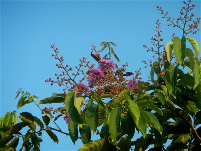 Lythraceae Banaba Lagerstroemia speciosa (L.) Pers. QUEEN'S FLOWER Da ye zi wei Lagerstroemia speciosa Banaba Banabá photo