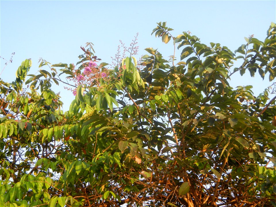 Lythraceae Banaba Lagerstroemia speciosa (L.) Pers. QUEEN'S FLOWER Da ye zi wei  Lagerstroemia speciosa Banaba Banabá