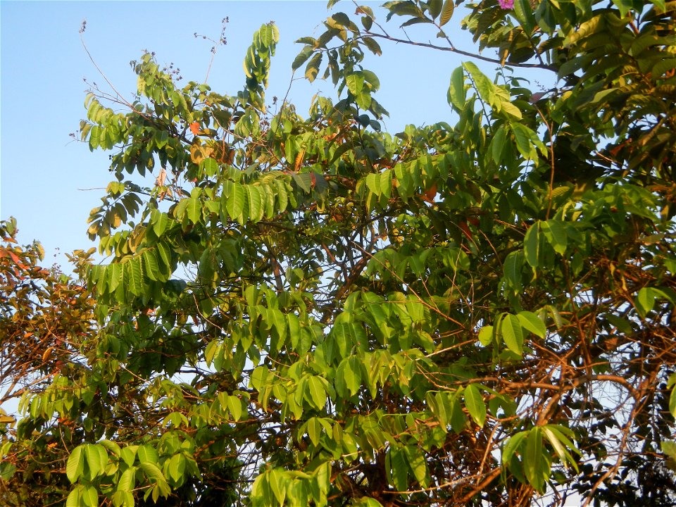Lythraceae Banaba Lagerstroemia speciosa (L.) Pers. QUEEN'S FLOWER Da ye zi wei  Lagerstroemia speciosa Banaba Banabá