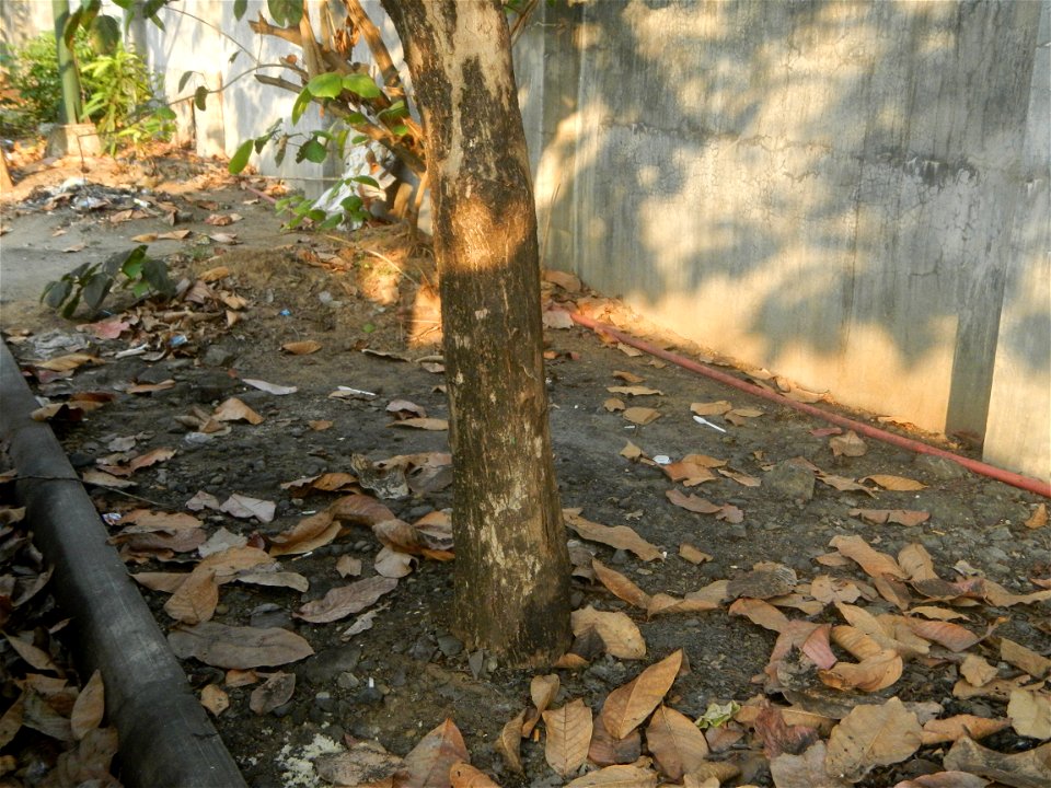 Lythraceae Banaba Lagerstroemia speciosa (L.) Pers. QUEEN'S FLOWER Da ye zi wei  Lagerstroemia speciosa Banaba Banabá