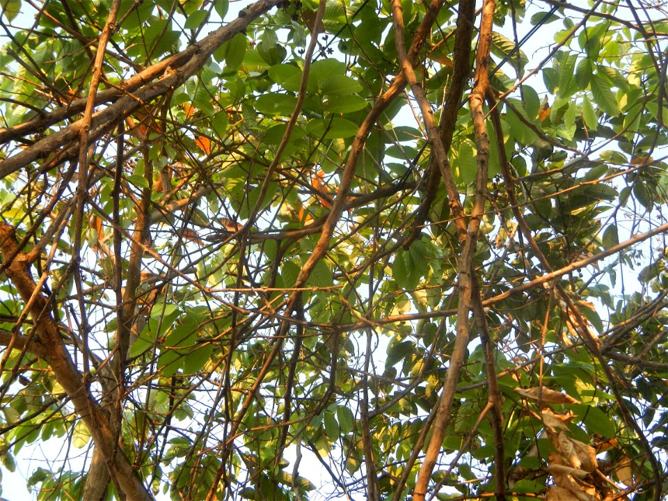 Lythraceae Banaba Lagerstroemia speciosa (L.) Pers. QUEEN'S FLOWER Da ye zi wei  Lagerstroemia speciosa Banaba Banabá