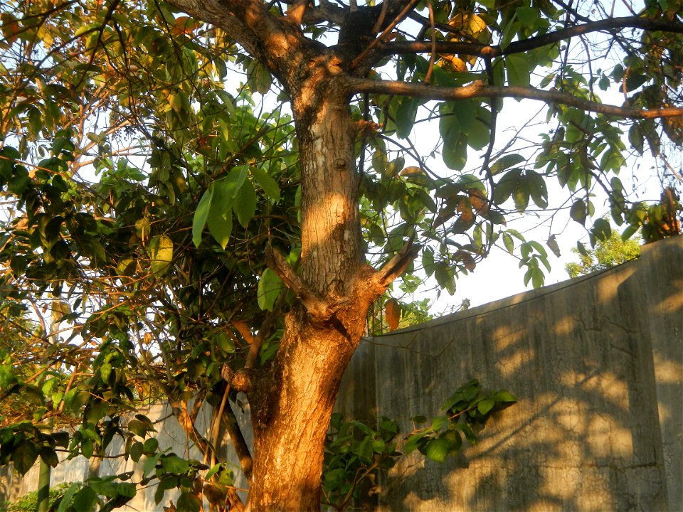 Lythraceae Banaba Lagerstroemia speciosa (L.) Pers. QUEEN'S FLOWER Da ye zi wei  Lagerstroemia speciosa Banaba Banabá