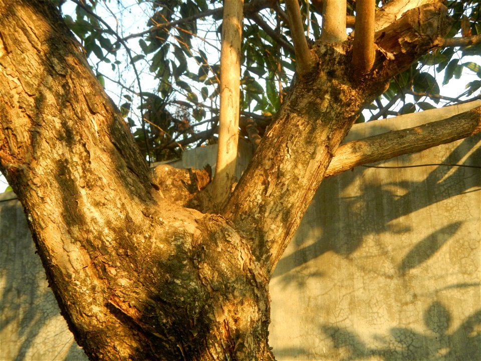 Lythraceae Banaba Lagerstroemia speciosa (L.) Pers. QUEEN'S FLOWER Da ye zi wei  Lagerstroemia speciosa Banaba Banabá