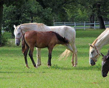 Horse pasture animal photo