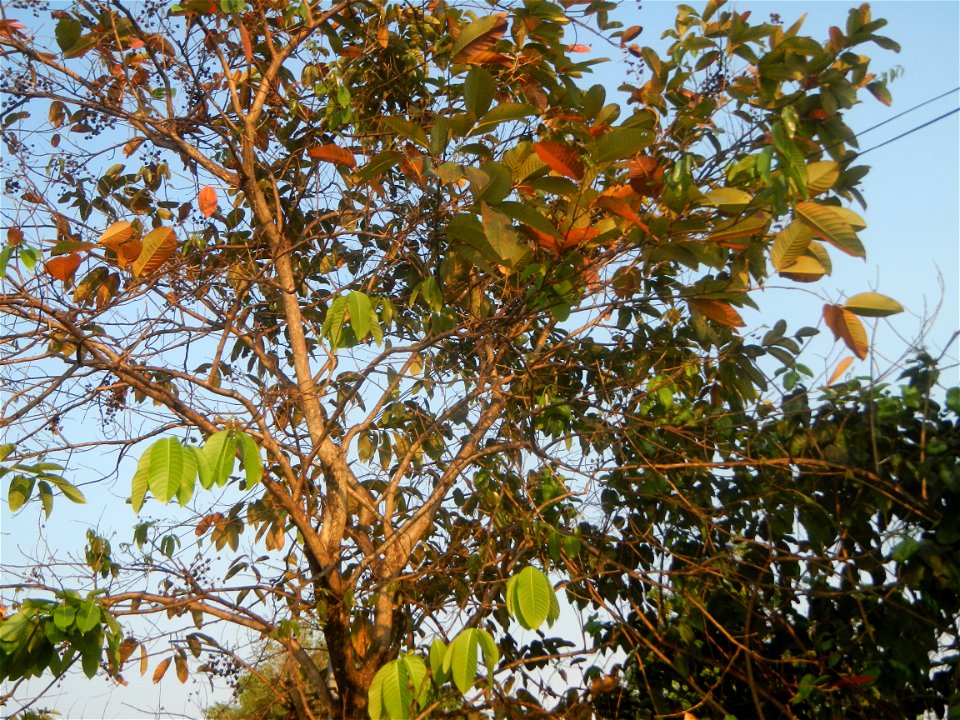 Lythraceae Banaba Lagerstroemia speciosa (L.) Pers. QUEEN'S FLOWER Da ye zi wei  Lagerstroemia speciosa Banaba Banabá