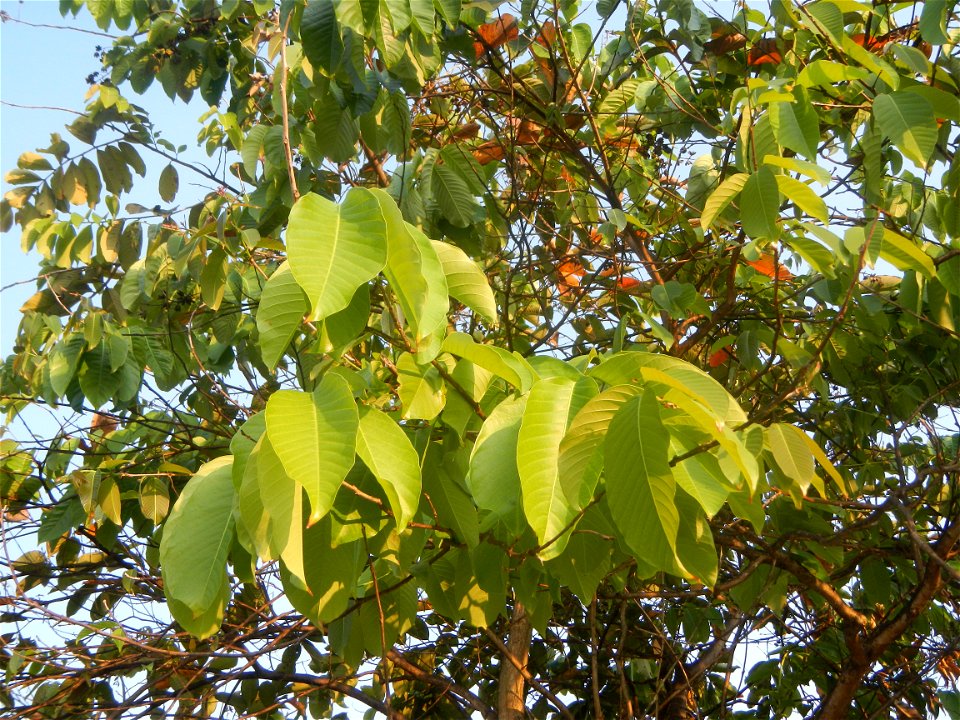 Lythraceae Banaba Lagerstroemia speciosa (L.) Pers. QUEEN'S FLOWER Da ye zi wei  Lagerstroemia speciosa Banaba Banabá