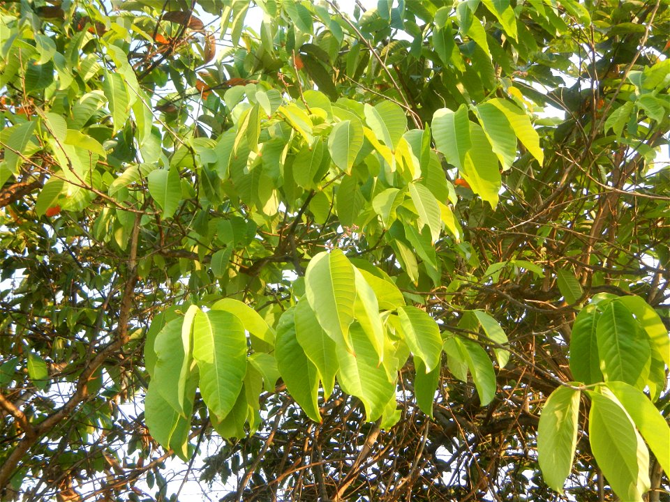 Lythraceae Banaba Lagerstroemia speciosa (L.) Pers. QUEEN'S FLOWER Da ye zi wei  Lagerstroemia speciosa Banaba Banabá