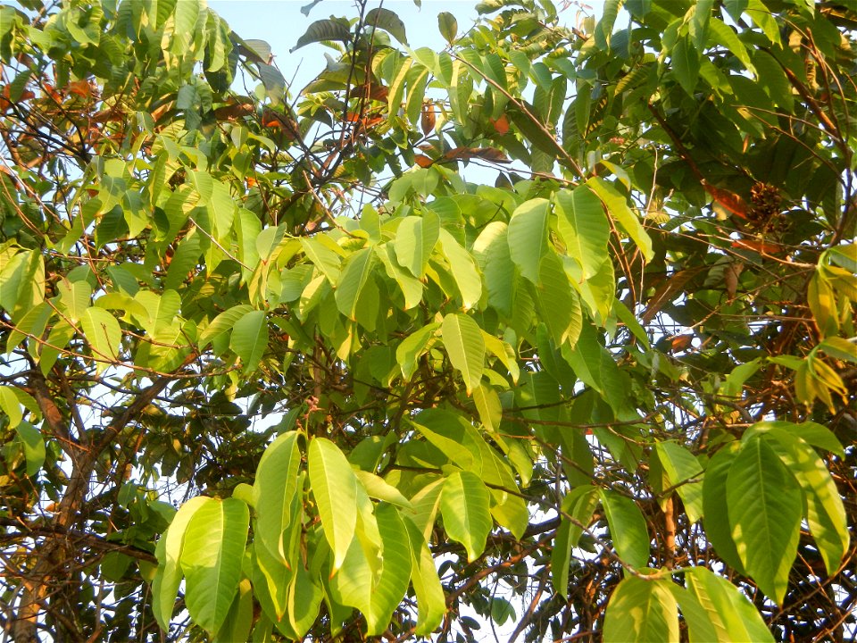Lythraceae Banaba Lagerstroemia speciosa (L.) Pers. QUEEN'S FLOWER Da ye zi wei  Lagerstroemia speciosa Banaba Banabá