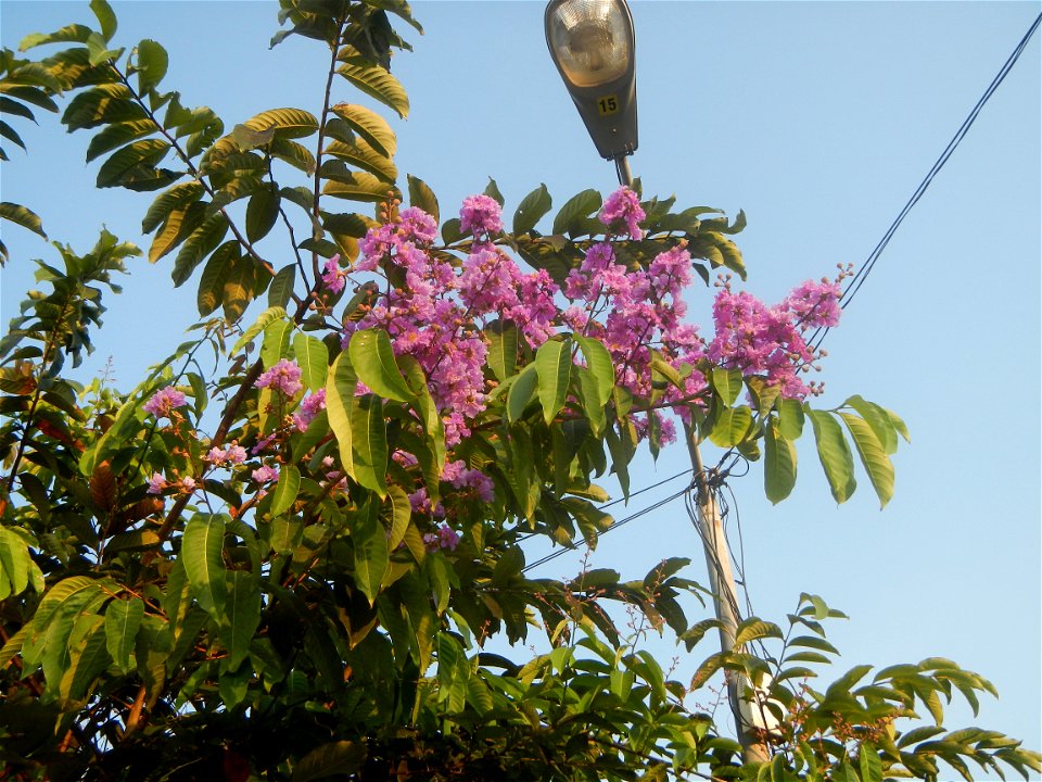 Lythraceae Banaba Lagerstroemia speciosa (L.) Pers. QUEEN'S FLOWER Da ye zi wei  Lagerstroemia speciosa Banaba Banabá