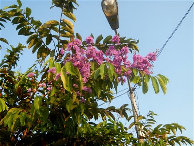 Lythraceae Banaba Lagerstroemia speciosa (L.) Pers. QUEEN'S FLOWER Da ye zi wei  Lagerstroemia speciosa Banaba Banabá