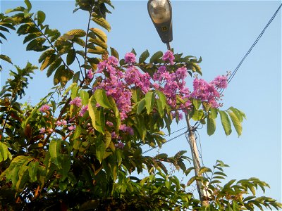 Lythraceae Banaba Lagerstroemia speciosa (L.) Pers. QUEEN'S FLOWER Da ye zi wei Lagerstroemia speciosa Banaba Banabá photo