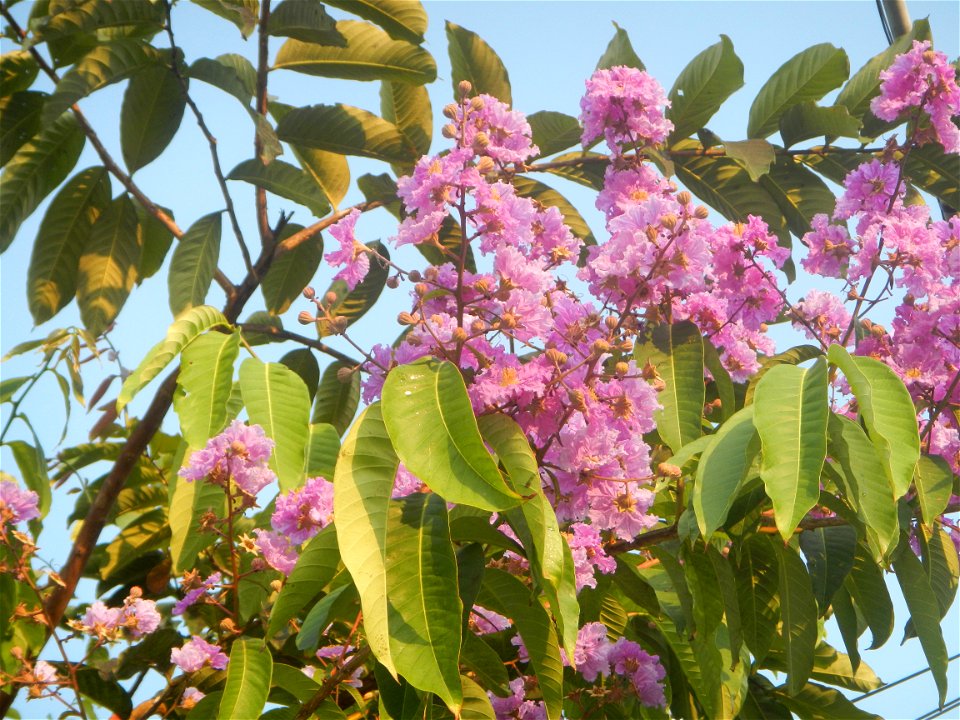 Lythraceae Banaba Lagerstroemia speciosa (L.) Pers. QUEEN'S FLOWER Da ye zi wei  Lagerstroemia speciosa Banaba Banabá