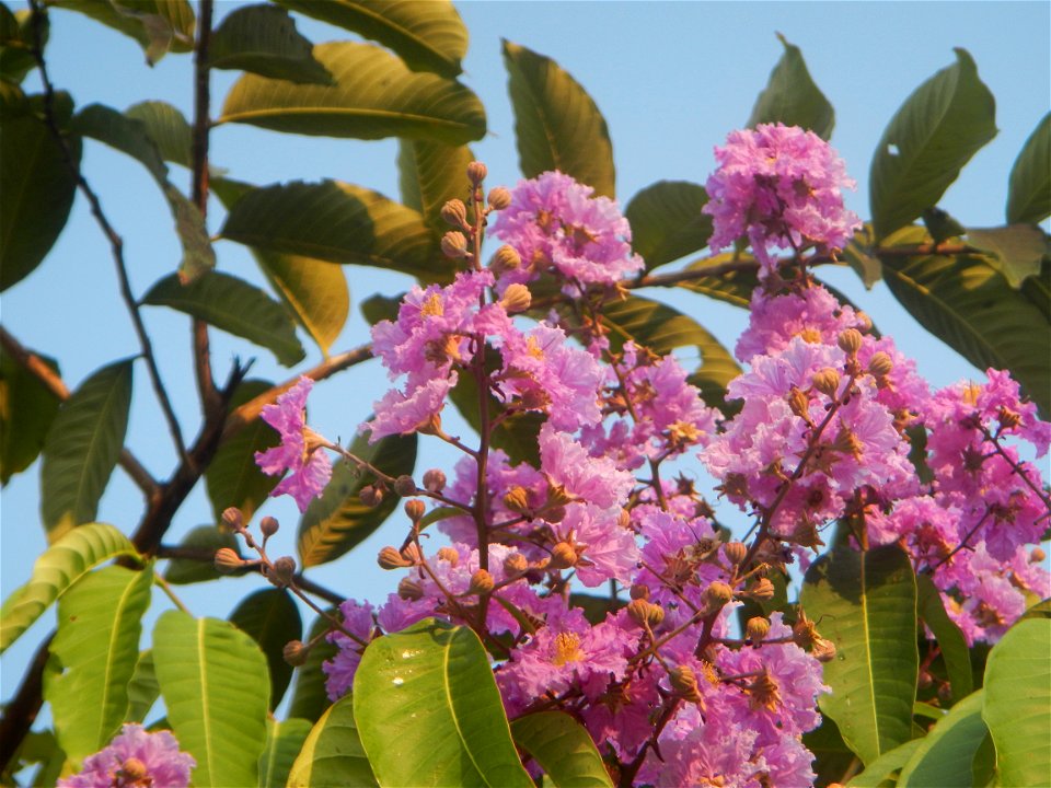 Lythraceae Banaba Lagerstroemia speciosa (L.) Pers. QUEEN'S FLOWER Da ye zi wei  Lagerstroemia speciosa Banaba Banabá