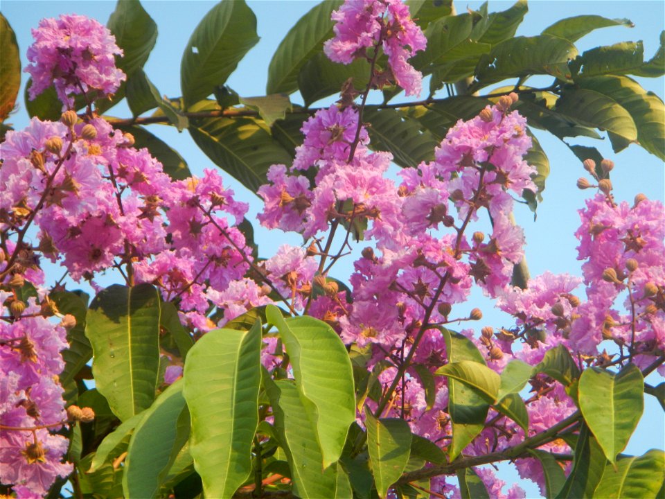 Lythraceae Banaba Lagerstroemia speciosa (L.) Pers. QUEEN'S FLOWER Da ye zi wei  Lagerstroemia speciosa Banaba Banabá