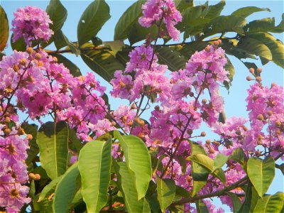 Lythraceae Banaba Lagerstroemia speciosa (L.) Pers. QUEEN'S FLOWER Da ye zi wei  Lagerstroemia speciosa Banaba Banabá