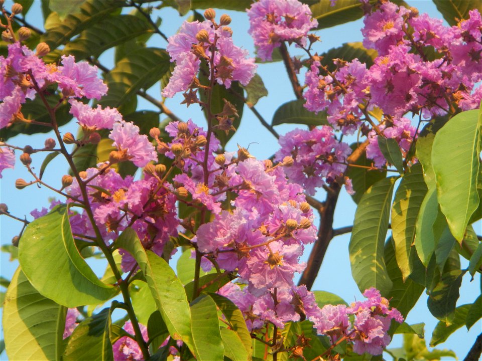 Lythraceae Banaba Lagerstroemia speciosa (L.) Pers. QUEEN'S FLOWER Da ye zi wei  Lagerstroemia speciosa Banaba Banabá